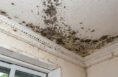 Wisconsin mold remediation